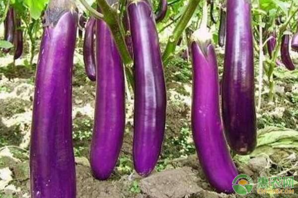 早春長茄的種植管理技術(shù)要點(diǎn)