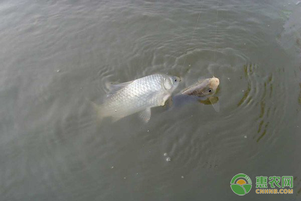 淇河鯽魚大規(guī)格魚種培育的高效技術(shù)