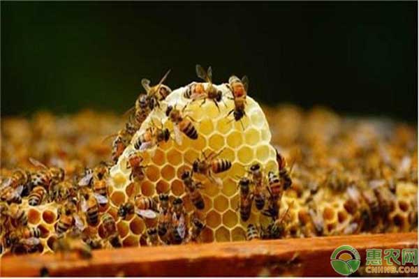 蜜蜂養(yǎng)殖病害