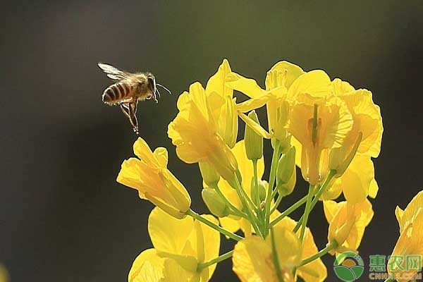 蜜蜂蜂蛹病防治措施