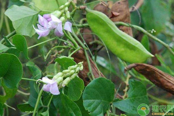 刀豆種植時(shí)間與栽培技術(shù)要點(diǎn)