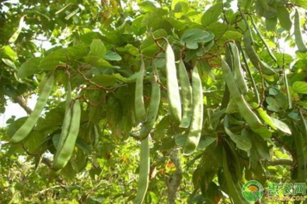 刀豆種植時(shí)間與栽培技術(shù)要點(diǎn)