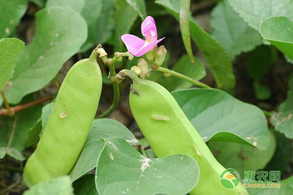 刀豆種植時(shí)間與栽培技術(shù)要點(diǎn)
