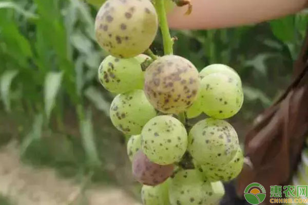 葡萄病蟲害