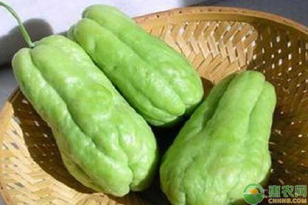 佛手瓜種植注意事項(xiàng)