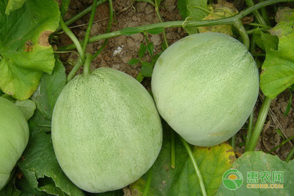 家庭甜瓜的種植方法及養(yǎng)護(hù)要點(diǎn)