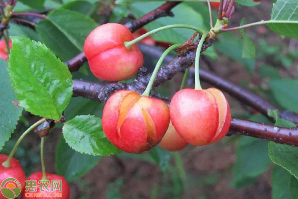 樱桃裂果预防措施