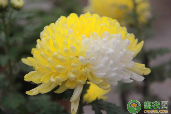 菊花扦插的方法及管理要点