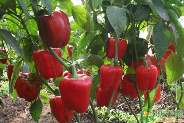 甜椒的種植技術及管理要點