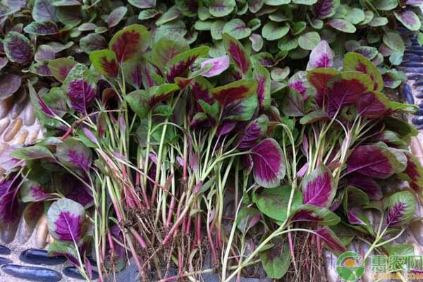 莧菜<a href='http://www.iweekee.cn/t/42188.html' class='j-href' target='_blank'><span style='color:#FF8001'>種植時(shí)間</span></a>和栽培要點(diǎn)