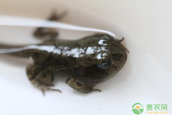 夏天養(yǎng)蝌蚪常見的病害有哪些？如何防治？