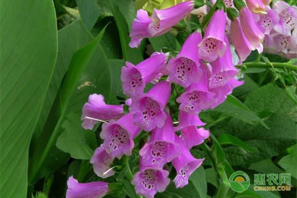 風鈴花的養(yǎng)殖方法及養(yǎng)護要點