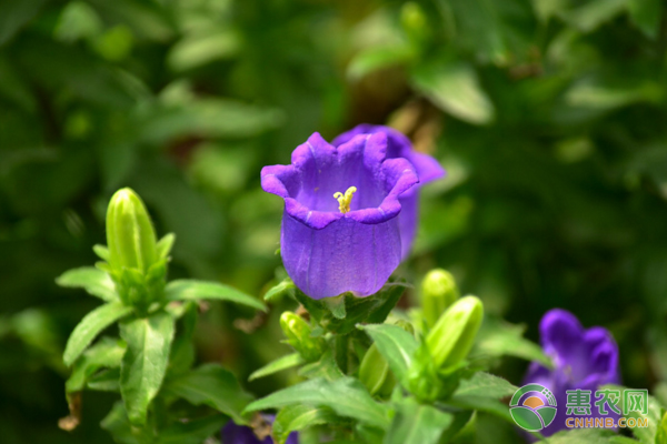 風鈴花的養(yǎng)殖方法及養(yǎng)護要點