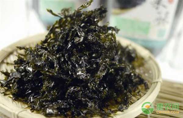 养殖紫菜的幼苗培育和日常管理