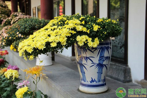 菊花打頂修剪