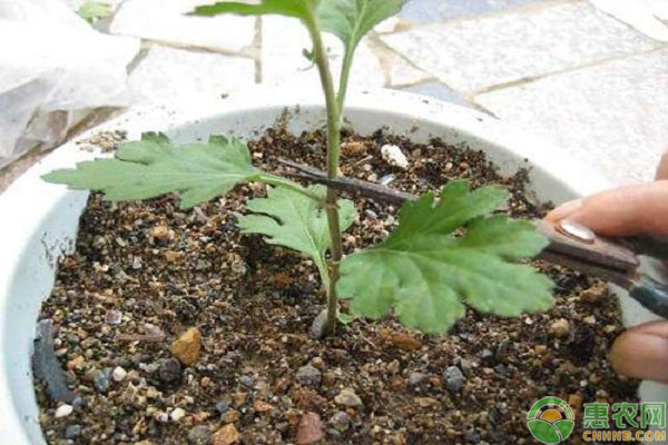 菊花打頂修剪時間