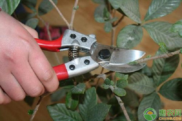 菊花打頂修剪原則