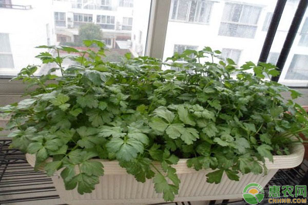 芹菜菜根种植