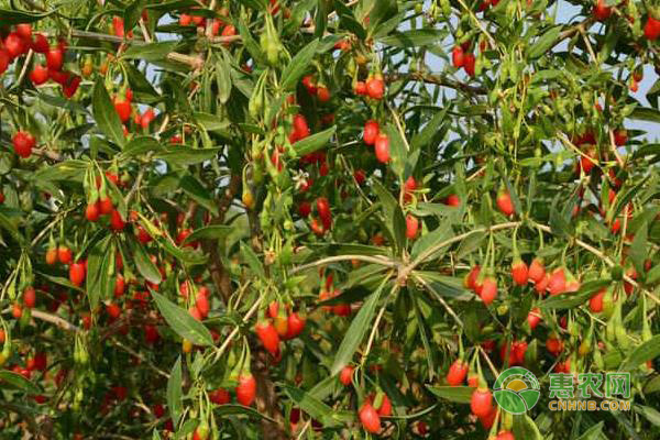 枸杞可以在北方種植嗎？夏季枸杞田間管理要點(diǎn)