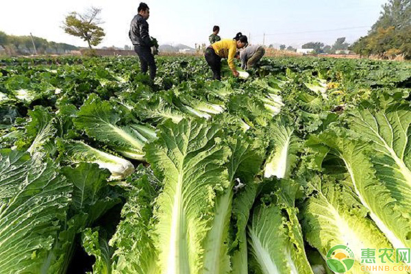 夏季高温白菜的防治措施