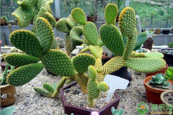 仙人掌施肥要求