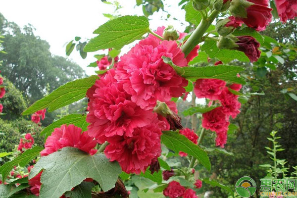 蜀葵种植