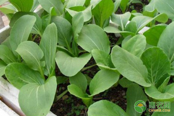 家庭油菜的种植步骤及管理要点