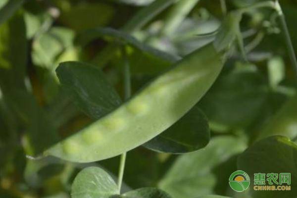 种植荷兰豆期间有哪些病虫害，如何防治？