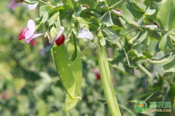 种植荷兰豆期间有哪些病虫害，如何防治？