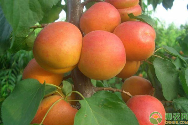 杏树种植要点