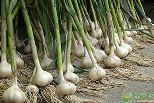 大蒜葉片病害染色防治措施