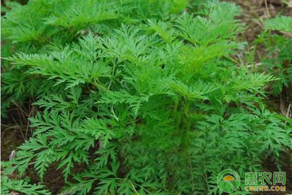 川芎種植技術(shù)及病蟲(chóng)害防治