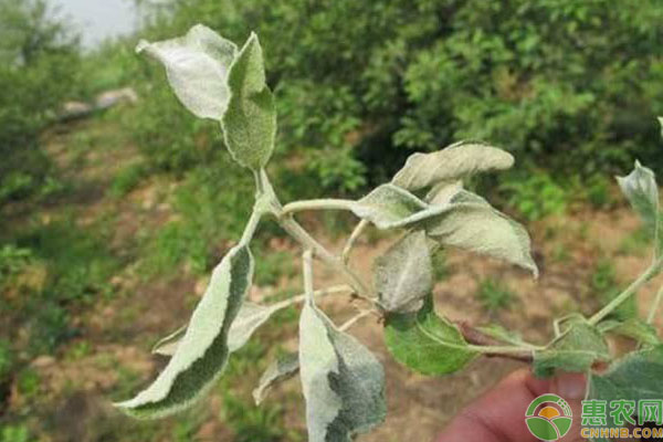 蘋果白粉病危害癥狀
