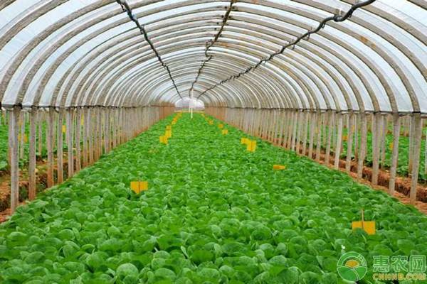 夏菠菜死棵的原因及防治方法