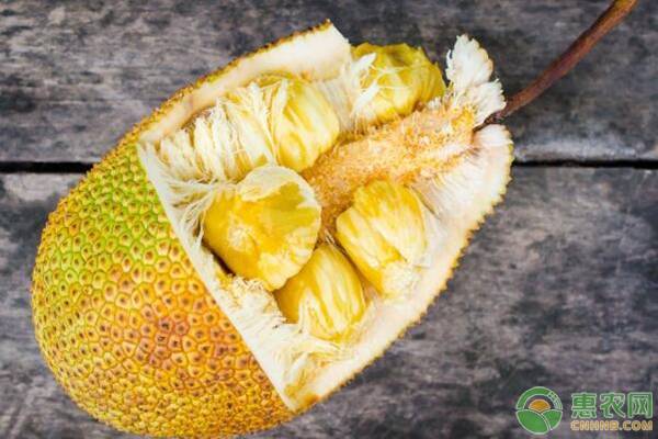 菠蘿蜜施肥是什么時候？需要施哪些肥料？