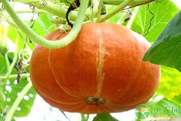 南瓜開花結(jié)果期的主要管理技術(shù)