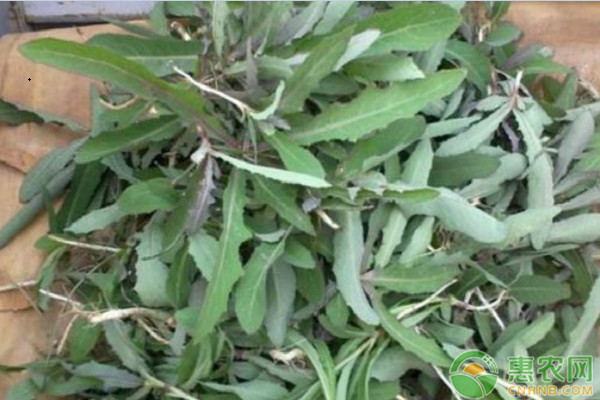 曲麻菜的種植技術(shù)要點(diǎn)