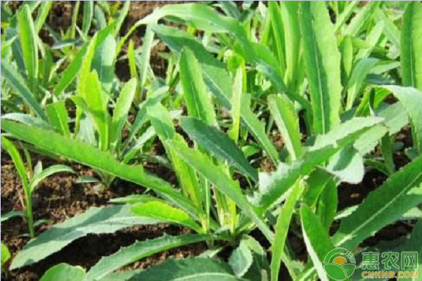 曲麻菜的種植技術(shù)要點(diǎn)