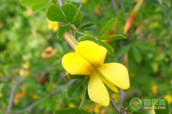 錦雞兒的養(yǎng)殖要點(diǎn)及繁殖方法