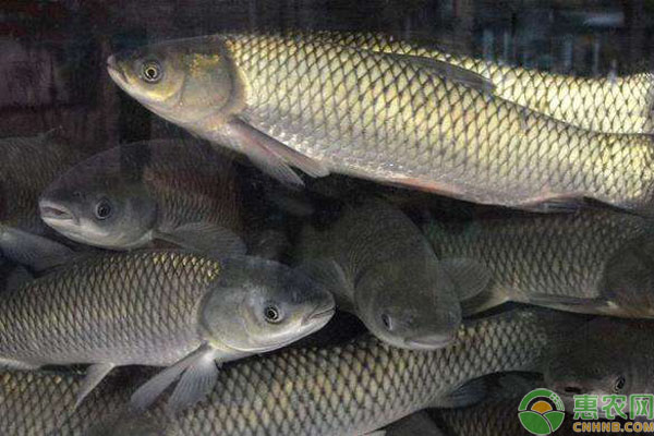 草魚人工養(yǎng)殖