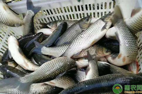 草魚人工養(yǎng)殖方法