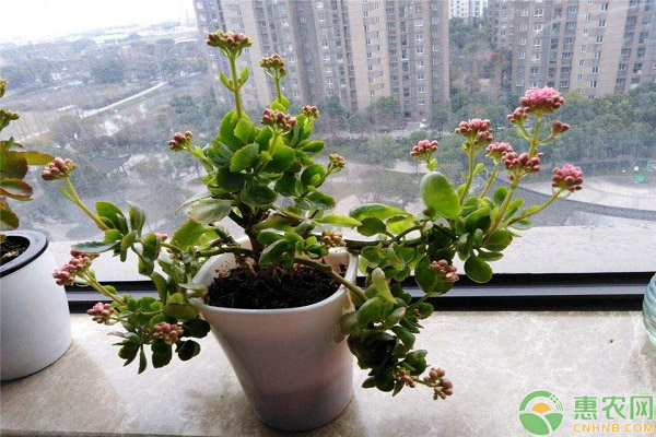 長壽花養(yǎng)殖澆水
