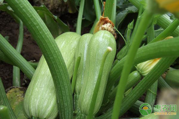 西葫芦的种植技术及病虫害防治要点-图片版权归惠农网所有