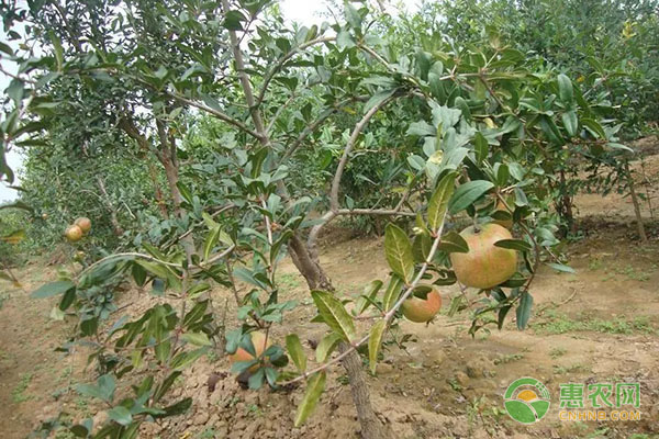 石榴的高產(chǎn)種植技術(shù)要點(diǎn)