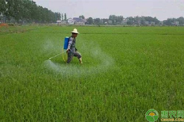 水稻除草剂的应用方式