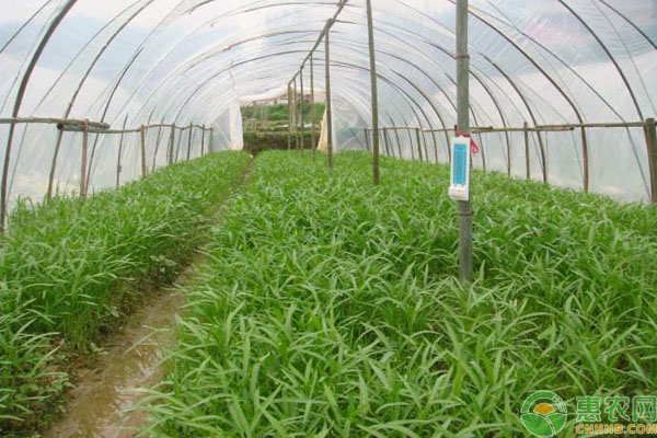 大棚空心菜種植時(shí)間