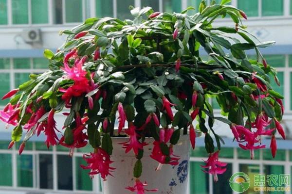夏季六種常見(jiàn)花的度夏技巧