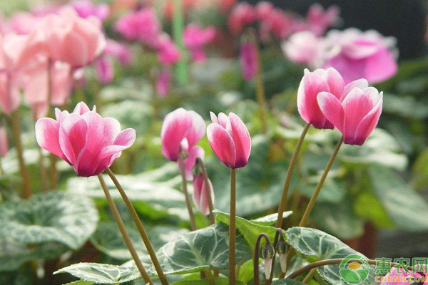 夏季六種常見(jiàn)花的度夏技巧