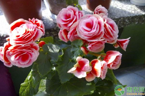 夏季六種常見(jiàn)花的度夏技巧