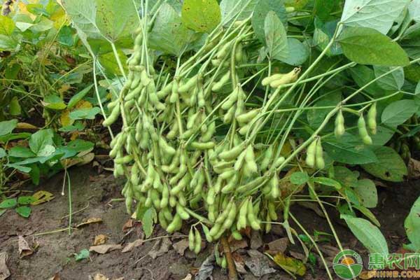 大豆生長過程中對水分的需求特點
